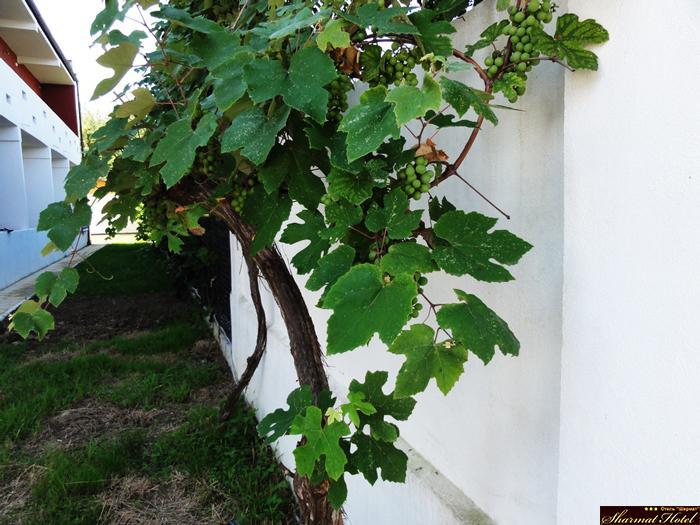 Hotel Sharmat Picunda Zewnętrze zdjęcie